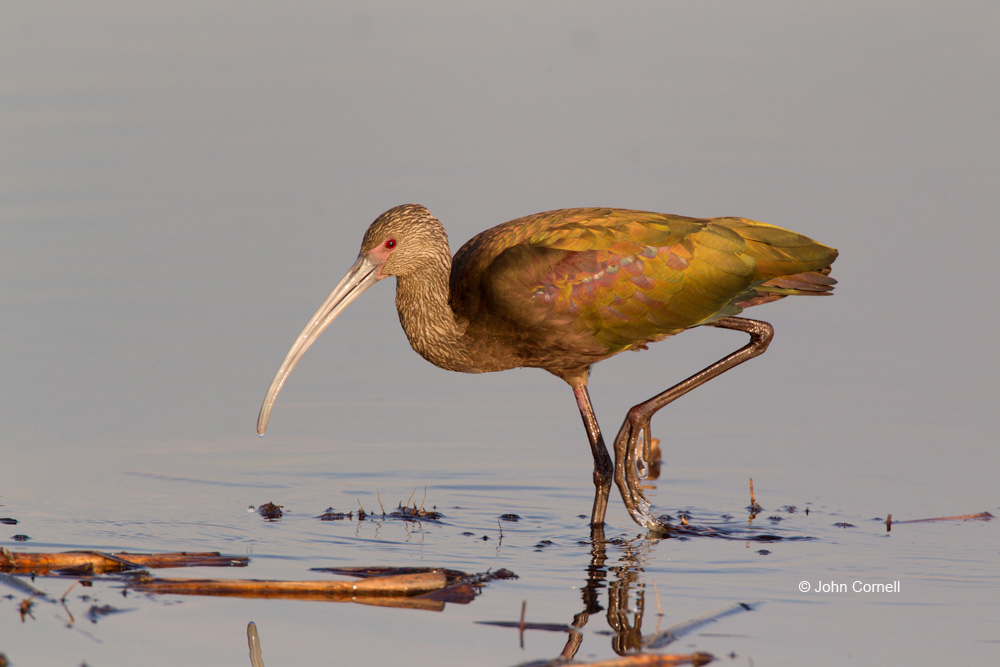 Ibis;Plegadis chilhi;White-faced Ibis